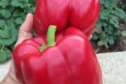 Američka slatka paprika sa vrlo krupnim i mesnatim plodovima. 
Veoma je otporna na bolesti.
Boja ploda iz zelene prelazi u tamno crvenu. 
Dostiže masu od 500-850gr. po  plodu. 
Američka slatka paprika sa vrlo krupnim i mesnatim plodovima. 
Veoma je otporna na bolesti.
Boja ploda iz zelene prelazi u tamno crvenu. 
Dostiže masu od 500-850gr. po  plodu. 
Setva: Sejati u zatvorenom prostoru od sredine februara do aprila
Slatkim paprikama je potrebna duga sezona rasta. Mogu se sejati od februara do aprila, ali je najbolje posejati pre kraja marta. Cvetaju na sunčanom, zaštićenom mestu na južnom zidu, u plodnom, dobro dreniranom zemljištu ili gaje u stakleniku, u saksijama ili u zemlji.

Presađivanje:
Kada sadnice proizvedu svoj prvi par pravih listova i budu visoke oko 5 cm, mogu se presaditi u pojedinačne saksije od 9 cm. Koristite kvalitetan kompost za saksije i umešajte neko organsko đubrivo sa sporim oslobađanjem. Ponovo stavite sadnice u saksije od 2 litra pre nego što se vežu za koren.
Redovno zalivajte sadnice, ali ne dozvolite da budu preplavljene jer to podstiče truljenje. Ne dozvolite da se osuše jer se u ovoj fazi retko oporavljaju. Zalijevajte tlo, a ne lišće. Kada se biljke učvrste, bolje je zalivati obilno i retko, dozvoliti da se vrh ili kompost osuši između zalivanja.
Sadnice treba gajiti na dobrom osvetljenju, ali ne izlagati direktnom suncu od kasnog proleća do rane jeseni. Malo je verovatno da će im slabija sunčeva svetlost od jeseni do proleća naneti štetu. Kada sadnice izrastu, potrebno im je puno svetlosti. 